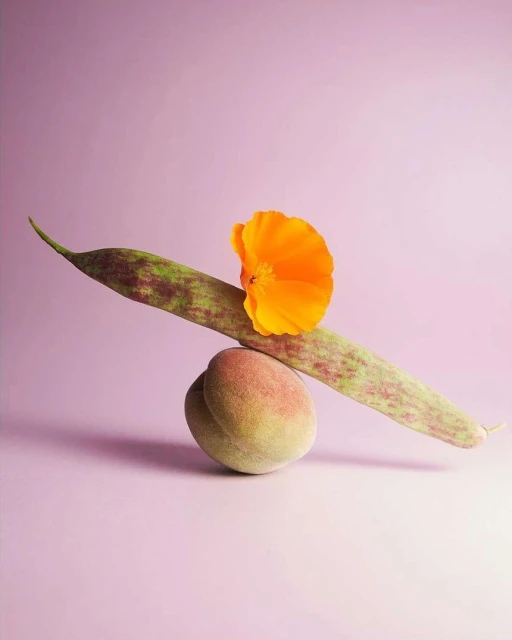 Still life of a peach supporting a bean pod topped with an orange flower against a soft pink background. Food and botanical art.