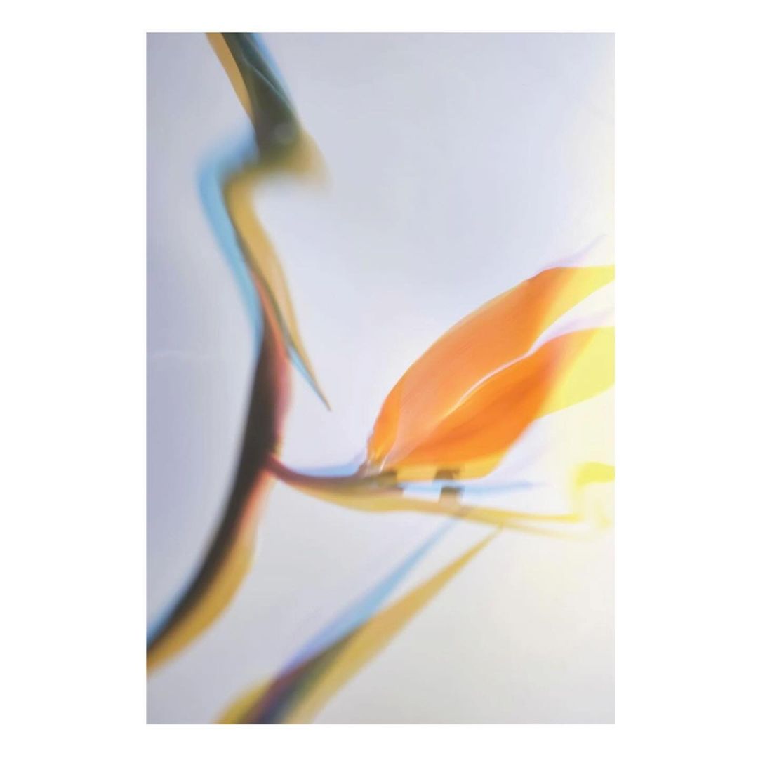 Close-up of a blurred orange bird of paradise flower against a light background, displaying its unique shape and vibrant color.