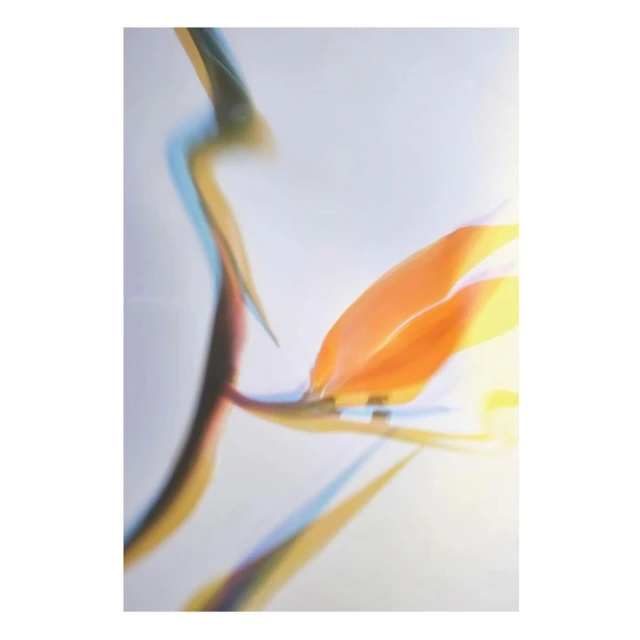 Close-up of a blurred orange bird of paradise flower against a light background, displaying its unique shape and vibrant color.