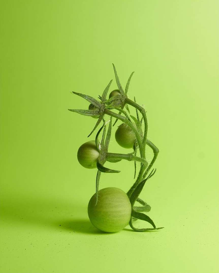 Close-up studio shot of green tomatoes still on the vine against a solid green backdrop, showcasing fresh produce. Food and beverage.