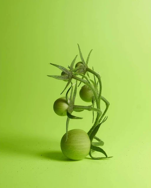 Close-up studio shot of green tomatoes still on the vine against a solid green backdrop, showcasing fresh produce. Food and beverage.