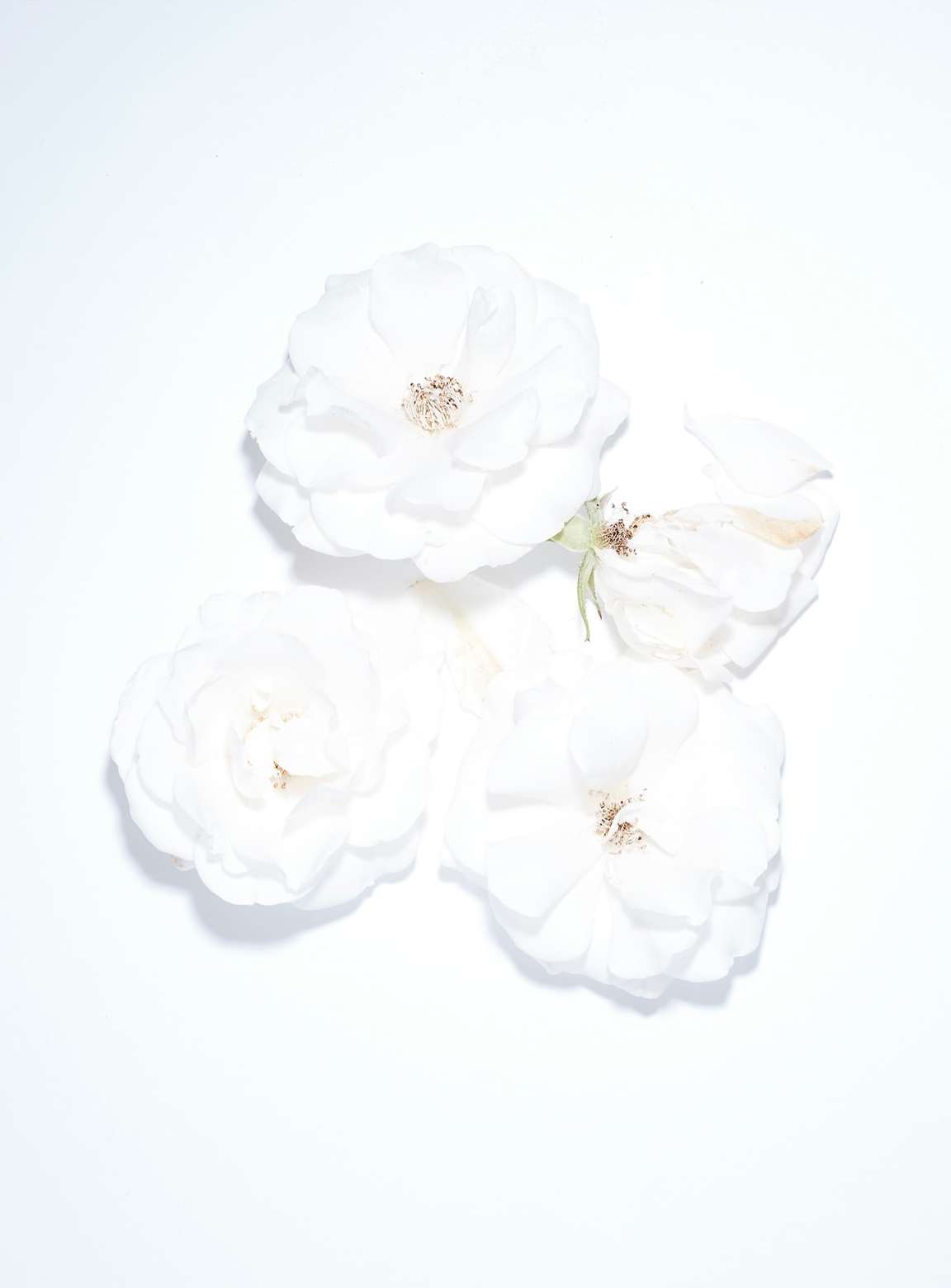Close-up of three white roses with visible stamens arranged in a triangular formation on a bright white background, floral arrangement.