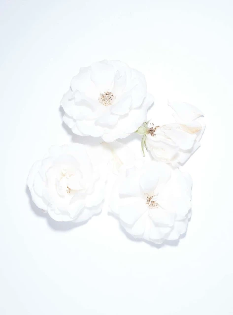 Close-up of three white roses with visible stamens arranged in a triangular formation on a bright white background, floral arrangement.