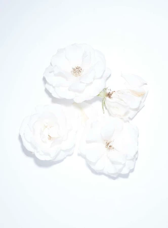 Close-up of three white roses with visible stamens arranged in a triangular formation on a bright white background, floral arrangement.