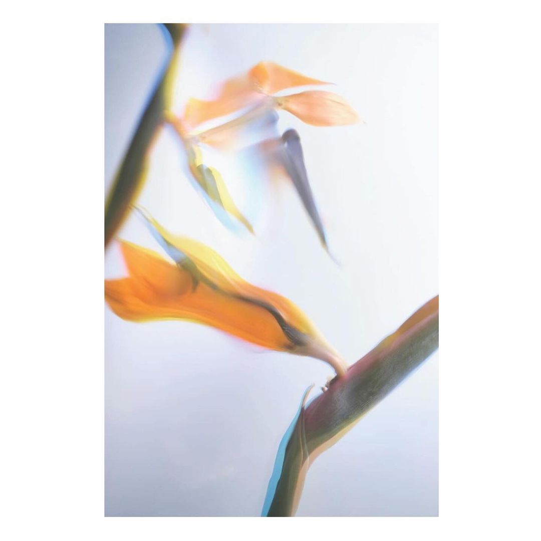 Botanical still life photograph of orange bird of paradise flower with long exposure effect, against a light backdrop in an indoor setting.