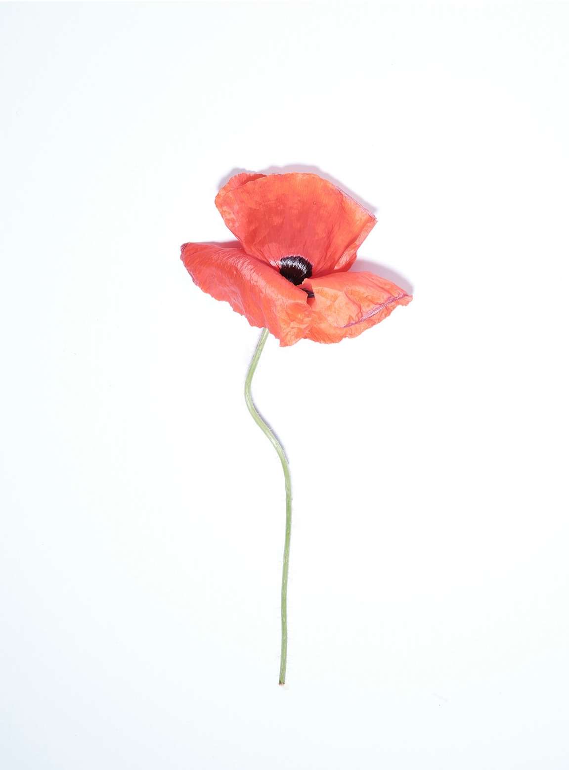 Single red poppy blossom on a thin stem against a clean white backdrop, in a softly illuminated studio environment. Floral still life.