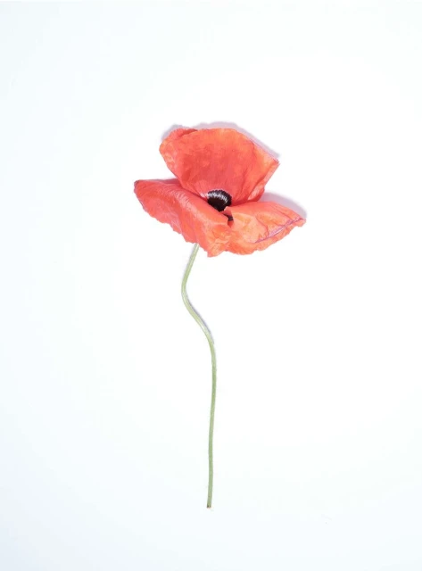 Single red poppy blossom on a thin stem against a clean white backdrop, in a softly illuminated studio environment. Floral still life.