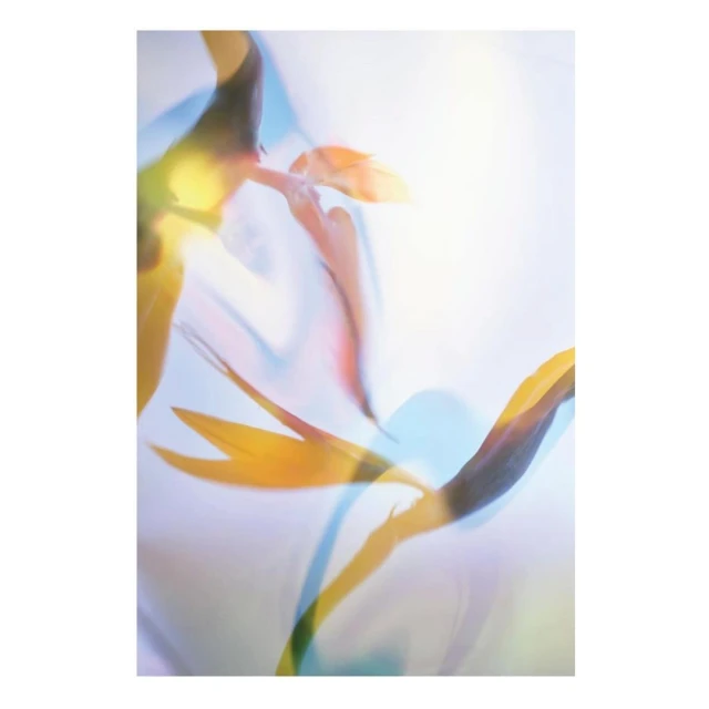 Dreamy double exposure of bird of paradise flowers with yellow and blue hues against a soft, light-filled background.