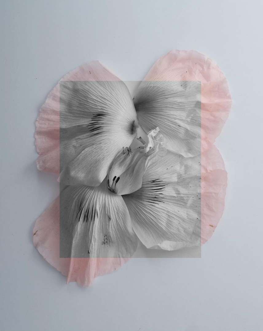 Monochrome flower blossom close-up with a square frame overlay and pale pink petals around the edge, set against a light backdrop.
