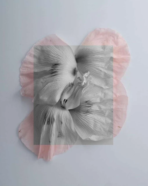 Monochrome flower blossom close-up with a square frame overlay and pale pink petals around the edge, set against a light backdrop.