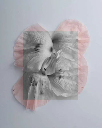 Monochrome flower blossom close-up with a square frame overlay and pale pink petals around the edge, set against a light backdrop.