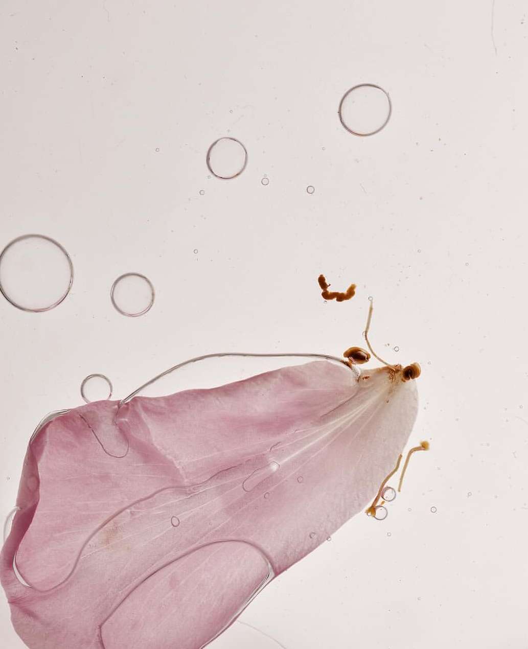 Macro photograph of a pink petal with root remnants and water droplets against a pale pink background with clear water bubbles.
