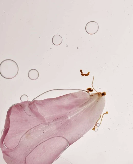 Macro photograph of a pink petal with root remnants and water droplets against a pale pink background with clear water bubbles.