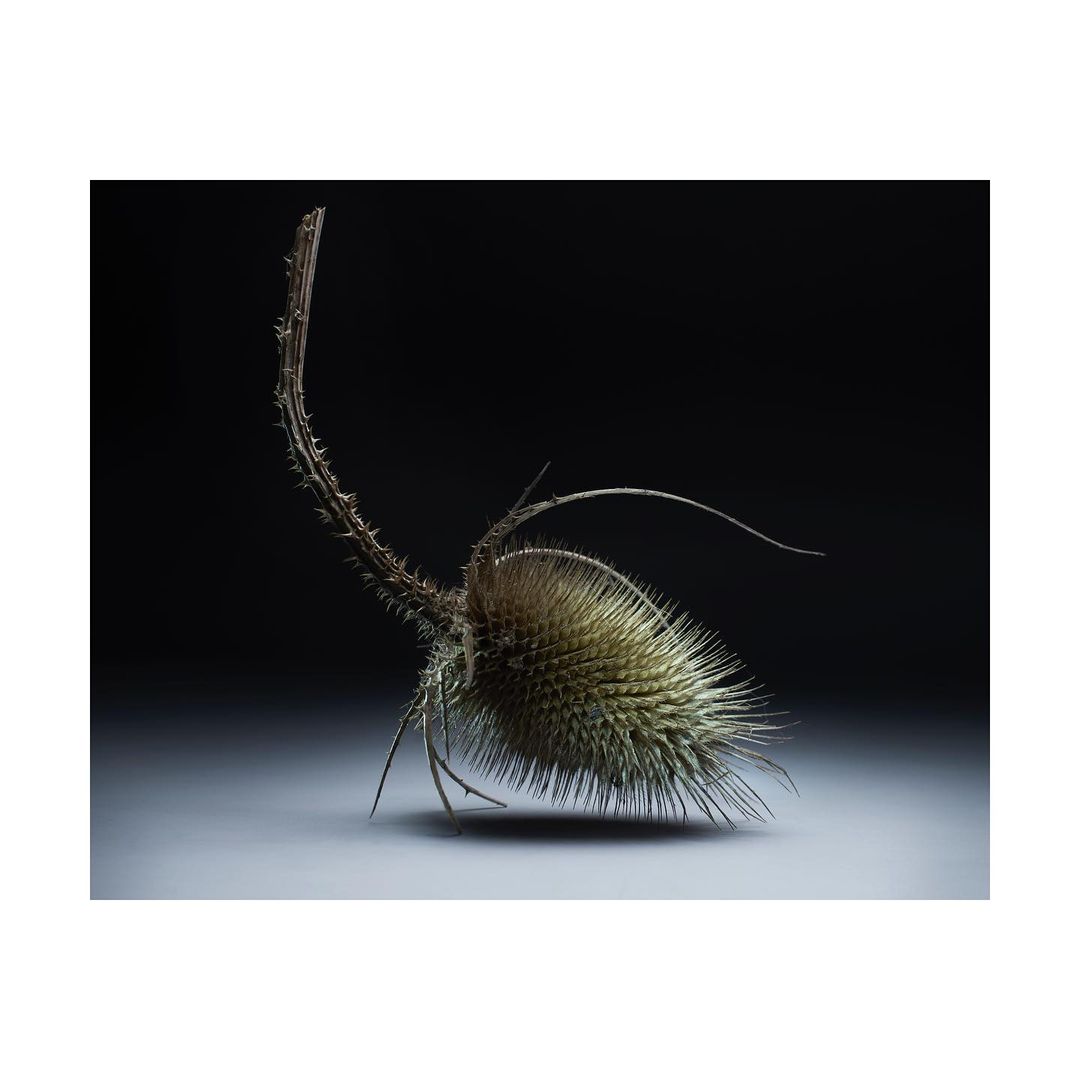Close-up studio shot of a dried thistle against a dark background, showcasing its intricate details and botanical textures.