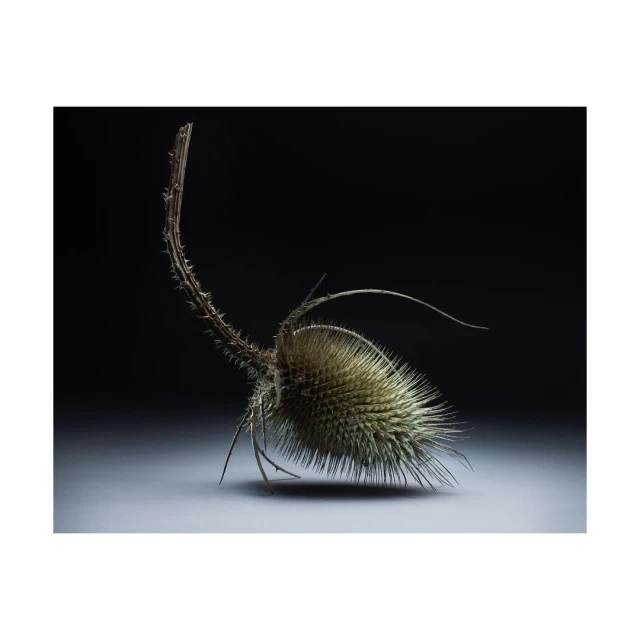 Close-up studio shot of a dried thistle against a dark background, showcasing its intricate details and botanical textures.