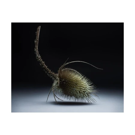 Close-up studio shot of a dried thistle against a dark background, showcasing its intricate details and botanical textures.