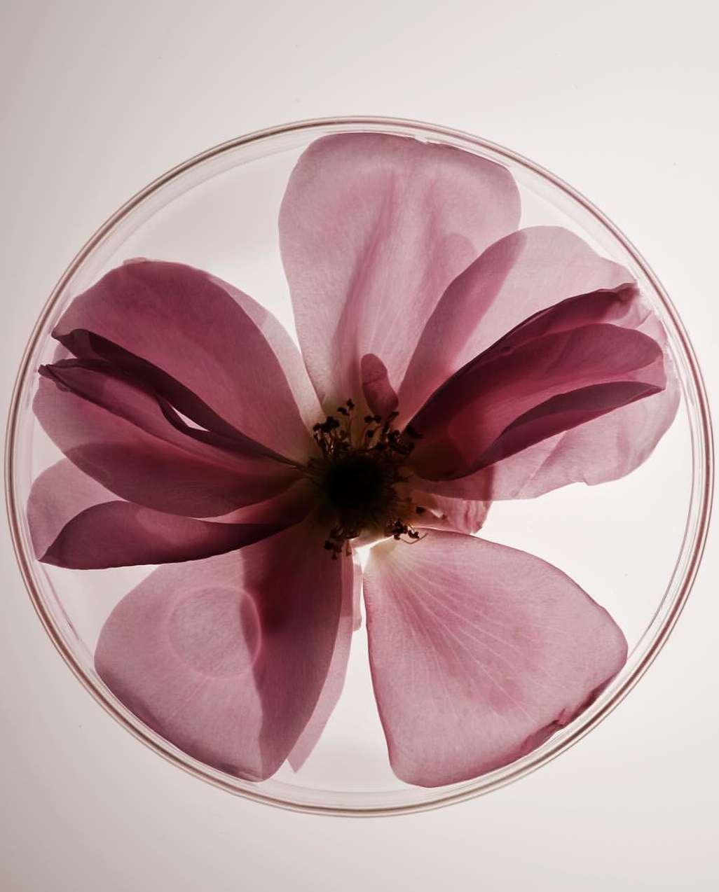 Close-up of a pink flower inside a round glass dish, highlighting the delicate petals and translucent texture, on a light background.