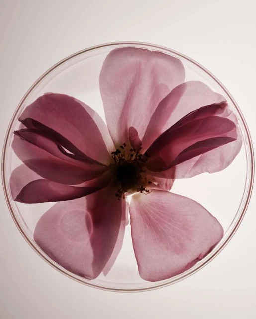 Close-up of a pink flower inside a round glass dish, highlighting the delicate petals and translucent texture, on a light background.