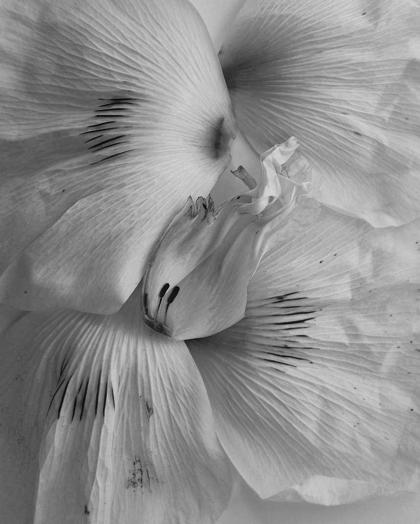Close-up black and white photograph of an amaryllis flower featuring intricate petal details, dramatic lighting, and textured surfaces.
