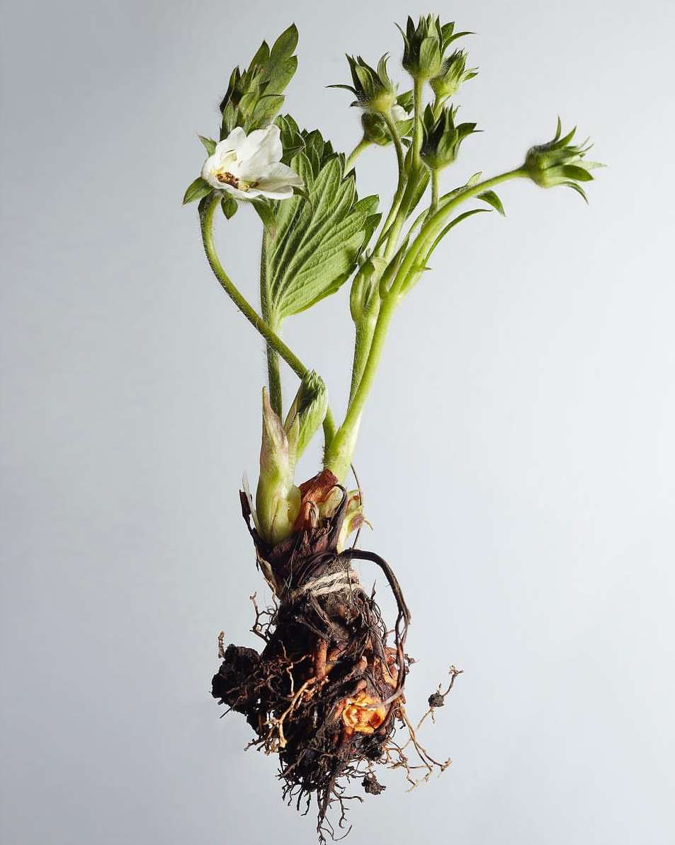 Close-up studio shot of a strawberry plant with green leaves, white flower, visible roots, and neutral background.