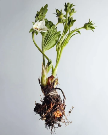 Close-up studio shot of a strawberry plant with green leaves, white flower, visible roots, and neutral background.