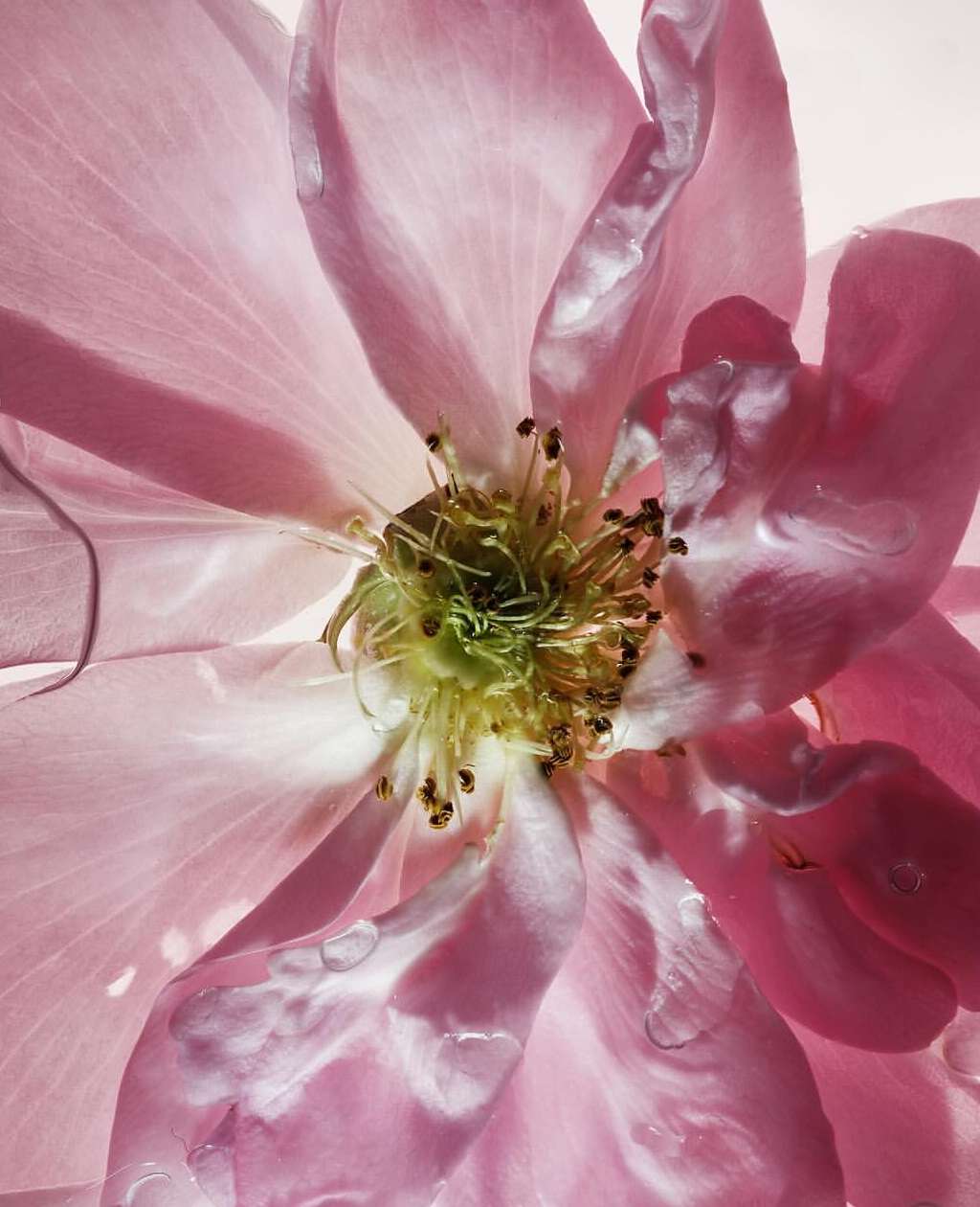 Close-up shot of a light pink rose flower with water droplets on the petals, centered on a white background, lit from behind.