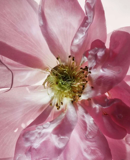 Close-up shot of a light pink rose flower with water droplets on the petals, centered on a white background, lit from behind.
