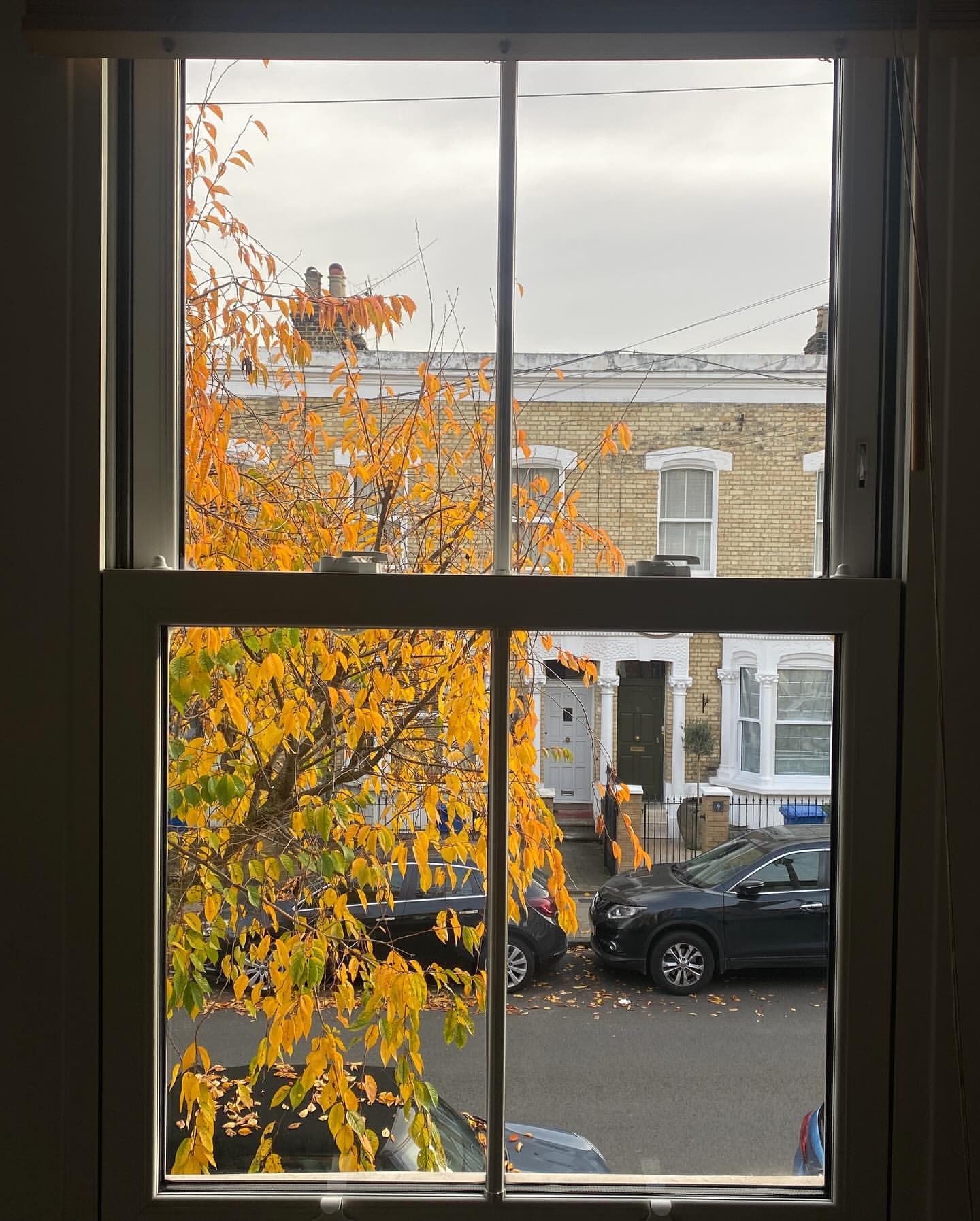 Window view of autumn tree with yellow leaves, suburban street with parked cars and houses in background on an overcast day.