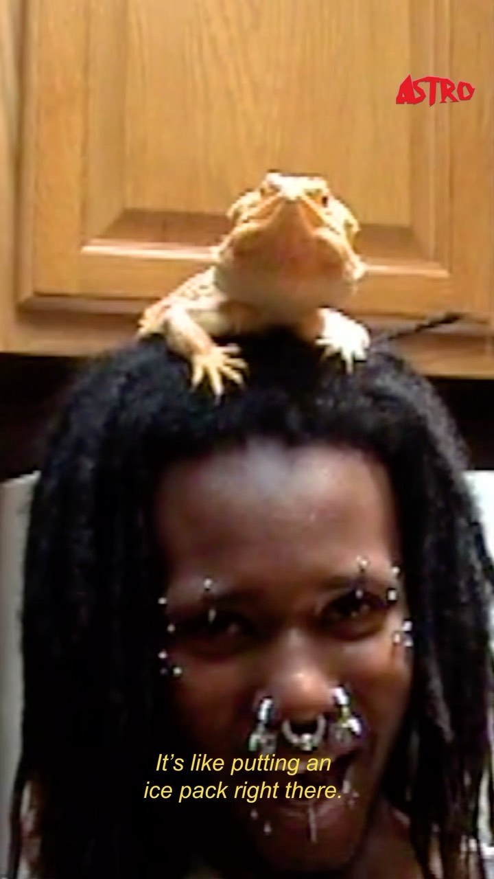 Person with dreadlocks and facial piercings gazes forward with a bearded dragon sitting on their head in an indoor setting.