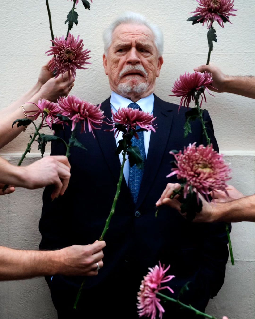 Mature man in a suit surrounded by hands holding pink chrysanthemums. Portrait in front of a white wall for celebrity and entertainment.