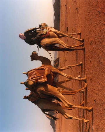 A man wearing a headscarf rides on top of a camel in a desert landscape, under a bright sky, with mountains visible in the background.