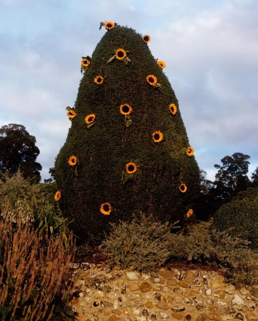 Outdoor view of a topiary shaped like a Christmas tree decorated with sunflowers, set in a garden against a blue and cloudy sky.