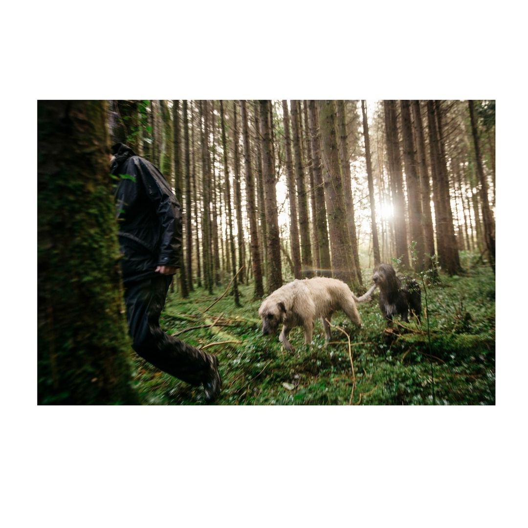 Person hikes with two dogs in a lush, green forest with tall trees, filtered sunlight, and damp foliage creating a natural scene.