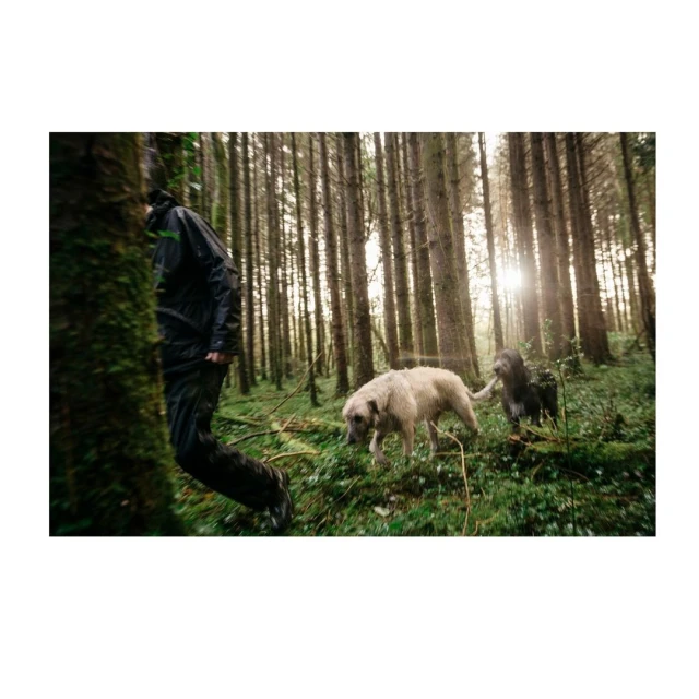 Person hikes with two dogs in a lush, green forest with tall trees, filtered sunlight, and damp foliage creating a natural scene.