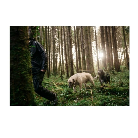 Person hikes with two dogs in a lush, green forest with tall trees, filtered sunlight, and damp foliage creating a natural scene.