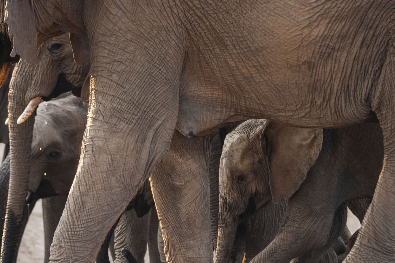Close-up of a baby elephant nestled among a herd of adult elephants. The baby elephant is partially visible, pressed between larger elephants.