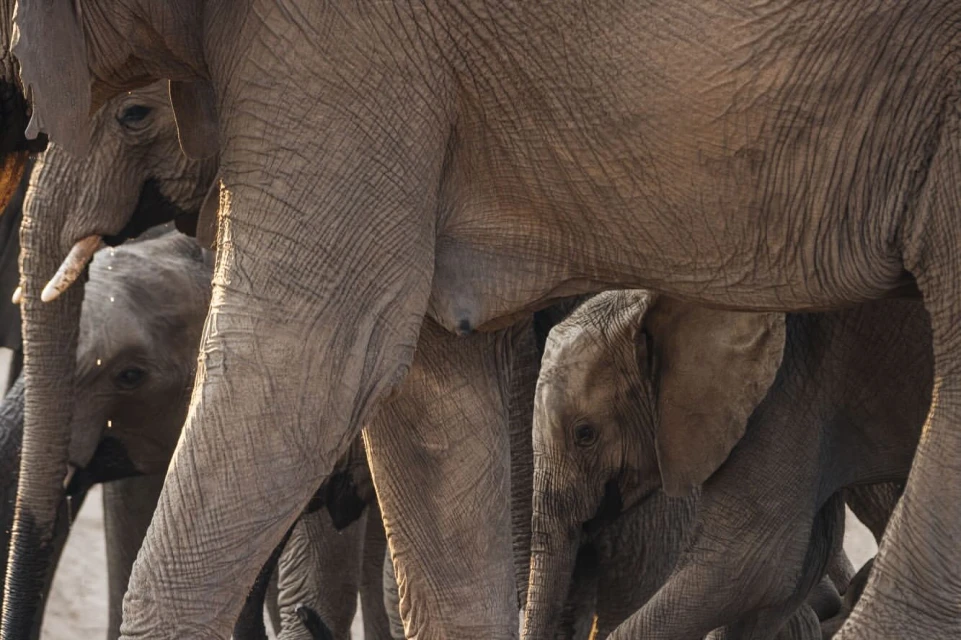 Close-up of a baby elephant nestled among a herd of adult elephants. The baby elephant is partially visible, pressed between larger elephants.