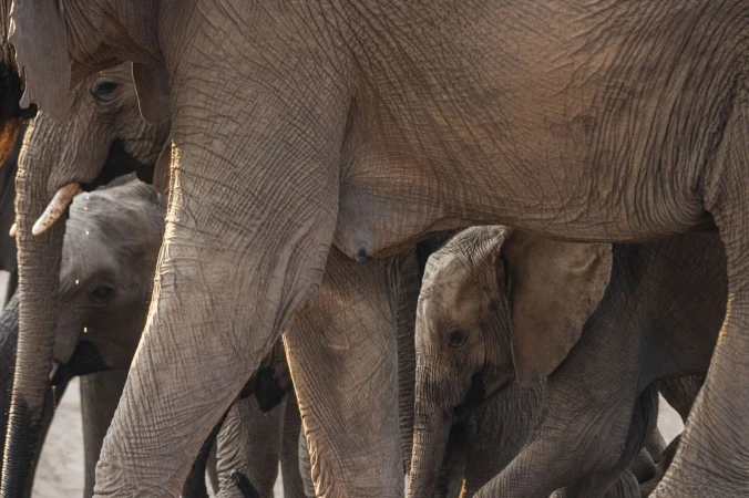 Close-up of a baby elephant nestled among a herd of adult elephants. The baby elephant is partially visible, pressed between larger elephants.