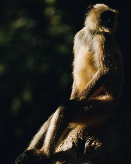 Monkey sits atop a tree stump, basking in the light, its fur catching the sunlight against a dark, blurred background.