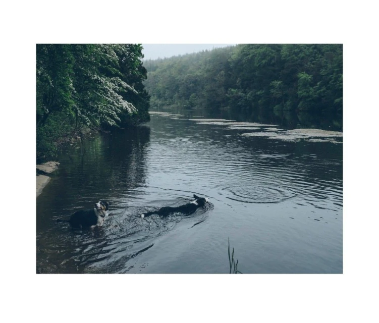 Two dogs, one black and white, one mostly black, swimming in a dark green river surrounded by lush forest on an overcast day.