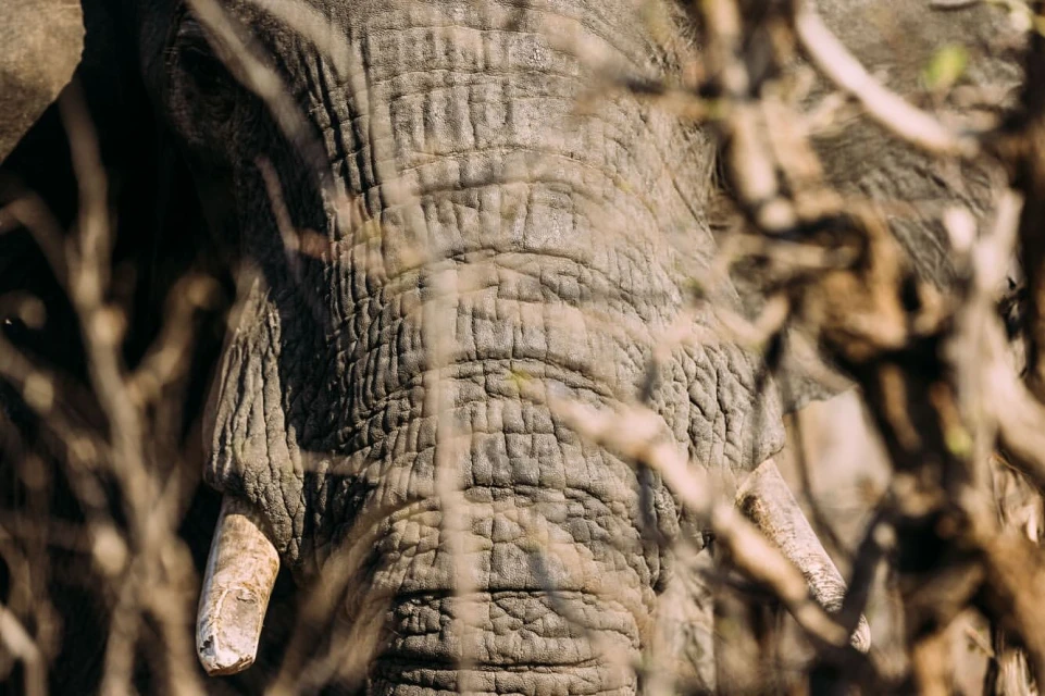 Close-up portrait of an elephant's head and tusks, framed by branches, showcasing the textures of its skin and the ivory of its tusks.