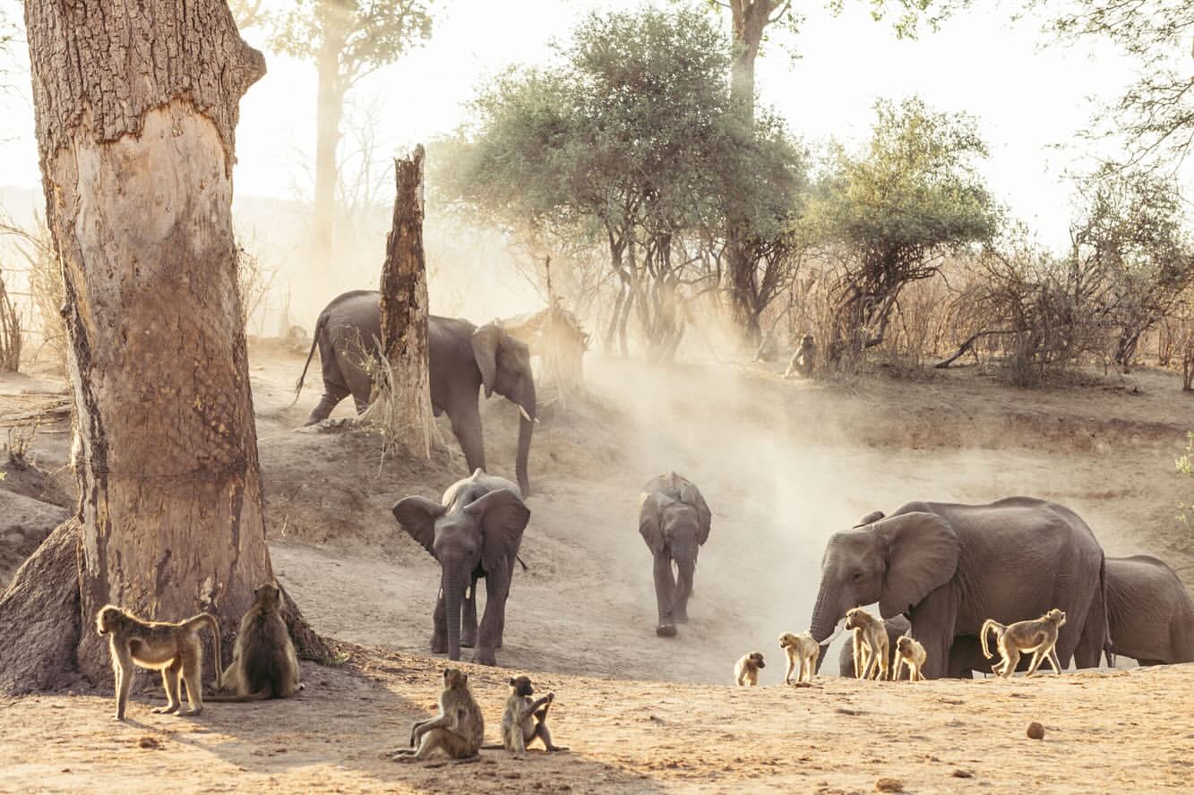 A group of African elephants and baboons gather near trees in a dusty, natural landscape setting, creating a captivating wildlife scene.