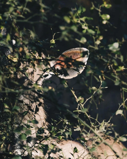 Close-up of a deer's ear poking through lush green foliage, bathed in soft light, highlighting texture of the animal's fur.