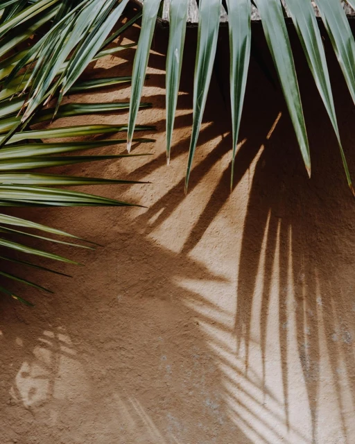Close-up shot featuring palm leaves with shadow play on a textured wall, creating a natural, earthy, and visually appealing composition.