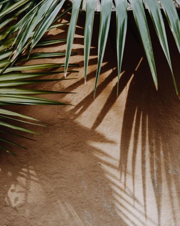 Close-up shot featuring palm leaves with shadow play on a textured wall, creating a natural, earthy, and visually appealing composition.