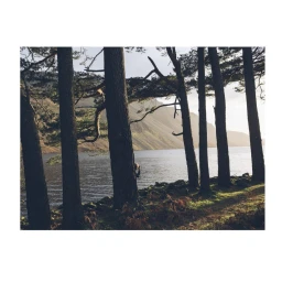 Tall dark pine trees frame a scenic lake with mountains in the background under an overcast sky.