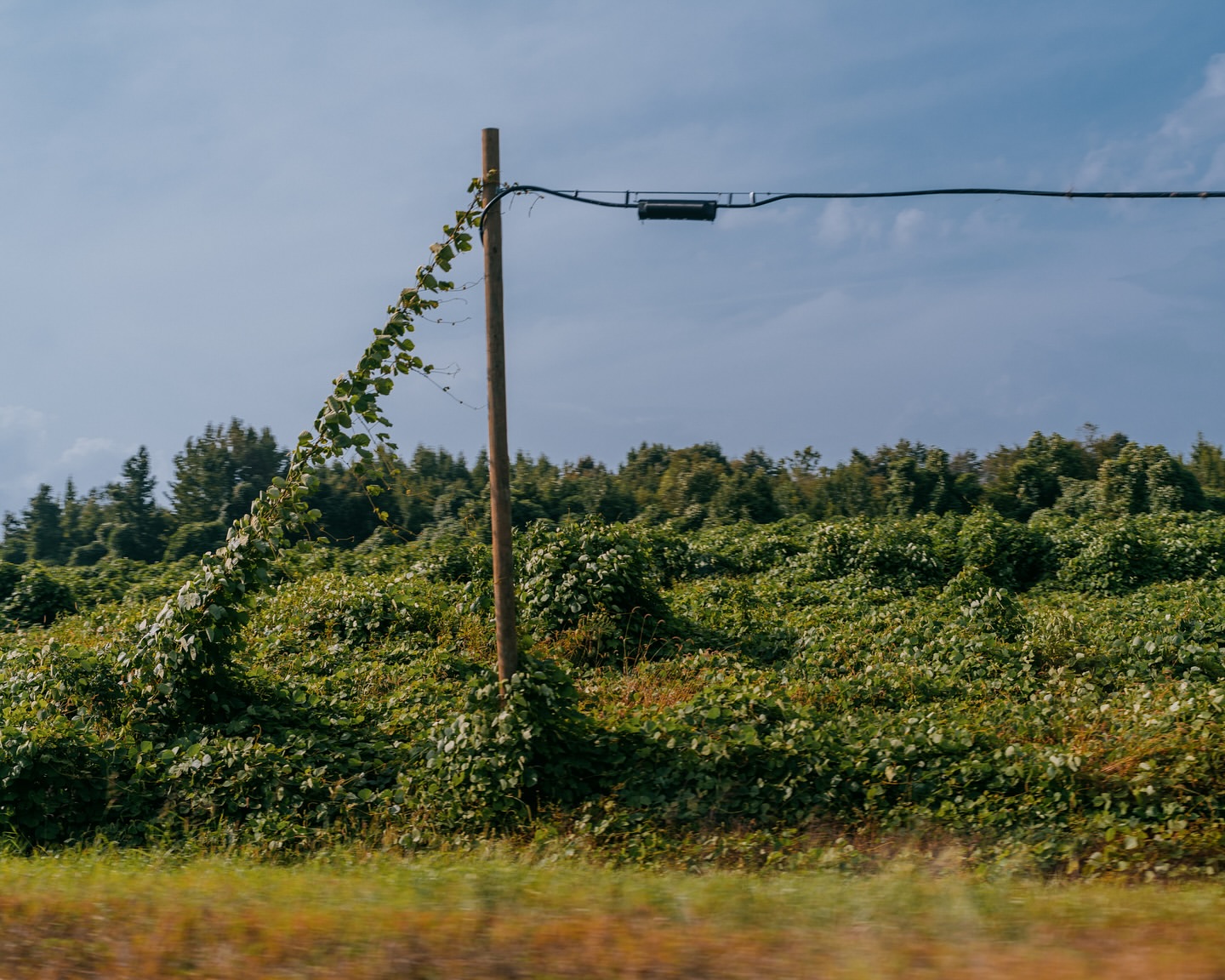 Wooden utility pole covered in green vines stands in a field with forest background under a cloudy sky, creating a natural scene.