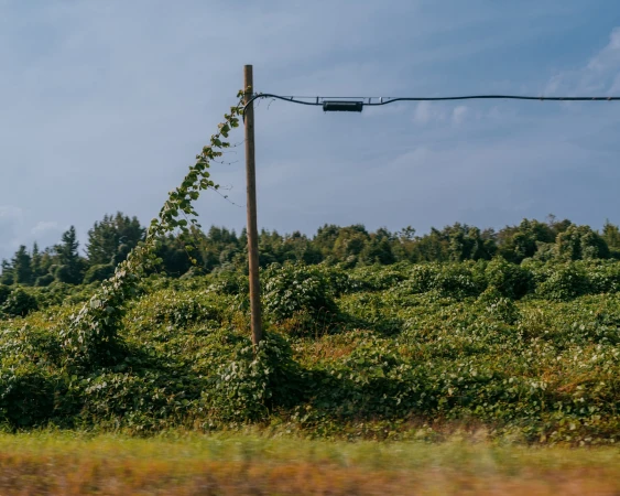 Wooden utility pole covered in green vines stands in a field with forest background under a cloudy sky, creating a natural scene.