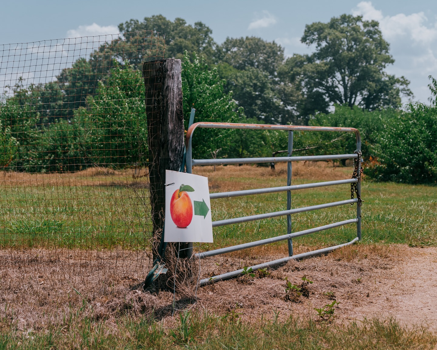 Peach orchard entrance with rustic wooden post, metal gate, and a sign featuring a peach and a green arrow pointing right.