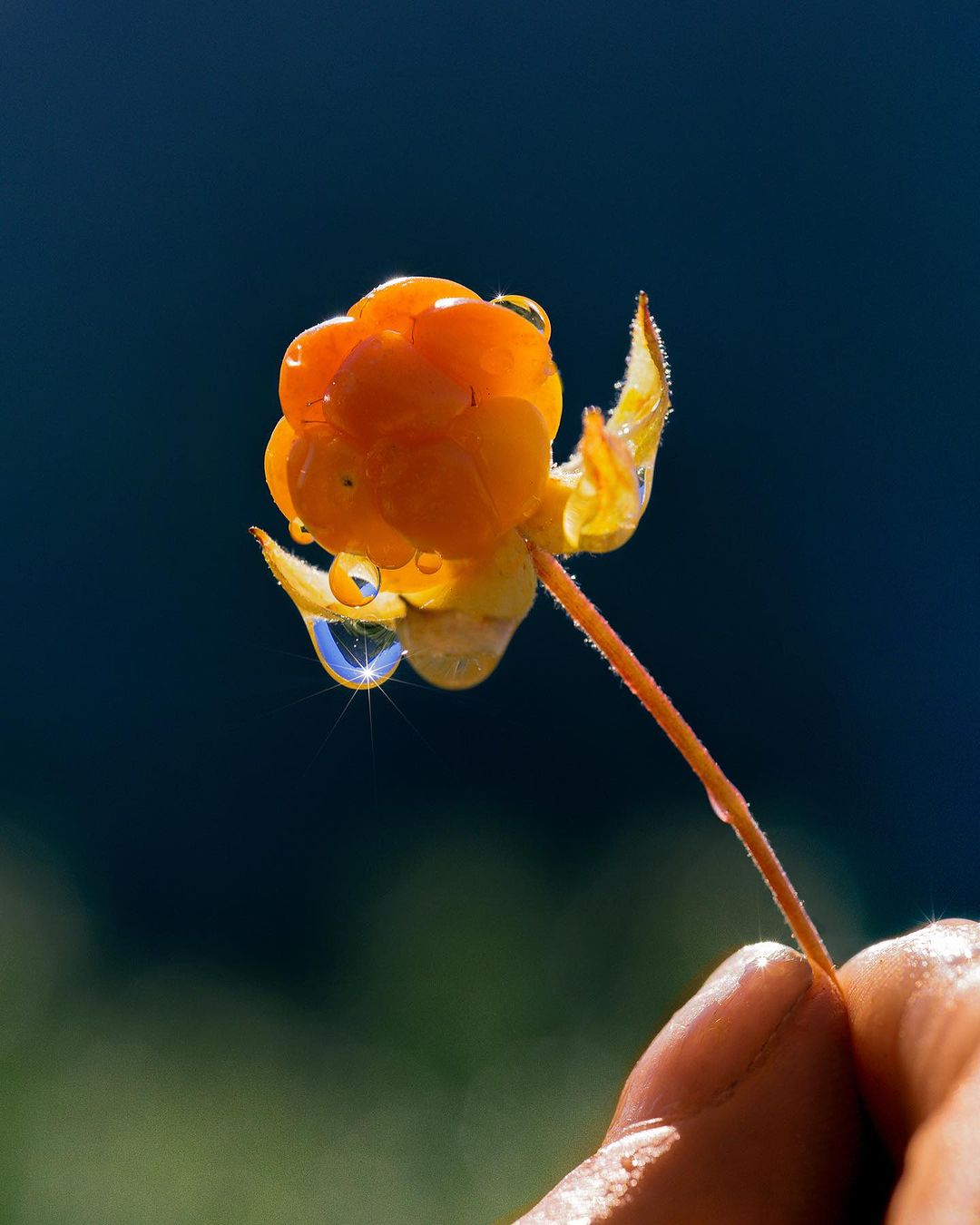Close-up of a cloudberry with water droplets, reflecting light and held by a human hand, against a dark blurred background.